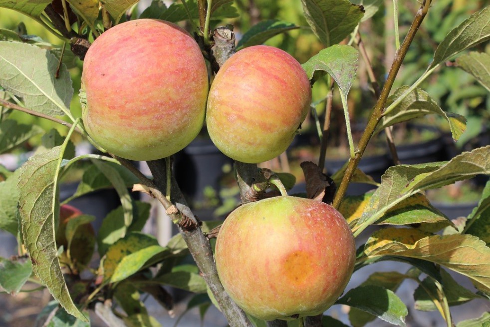 Pommier nain « Mini-cox® »
