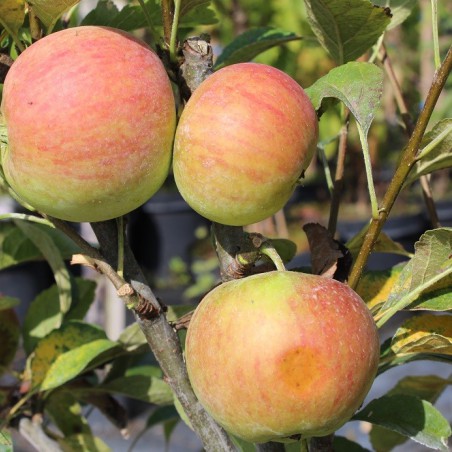 Pommier nain « Mini-cox® »