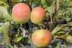 Pommier nain « Mini-cox® »