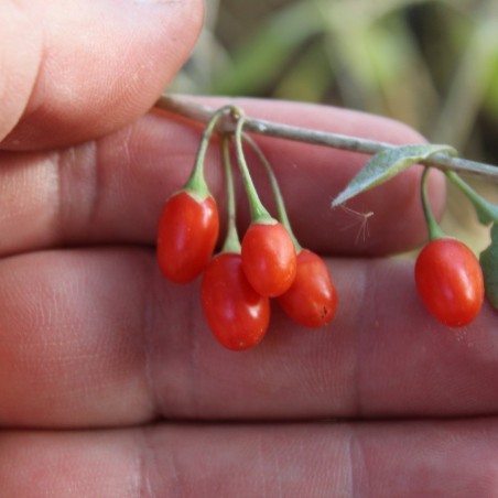 Himalayan goji