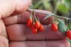 Goji - Lycium_barbarum(auteur:Paul144)