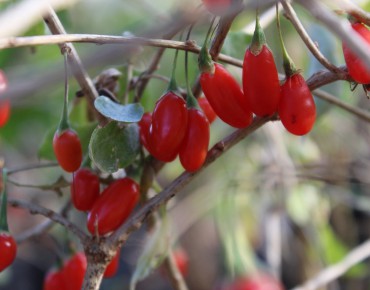 Goji - Lycium_barbarum(auteur:Paul144)