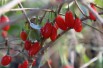 Goji - Lycium_barbarum(auteur:Paul144)