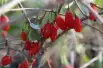 Goji - Lycium_barbarum(auteur:Paul144)