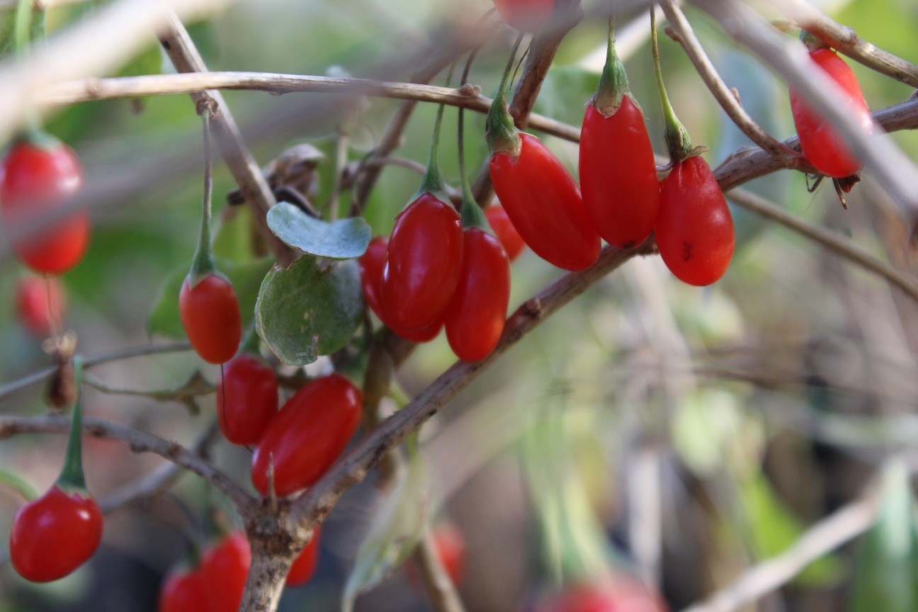 Himalayan goji