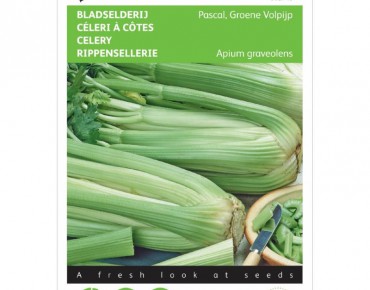 Céléri à côtes plein vert Pascal