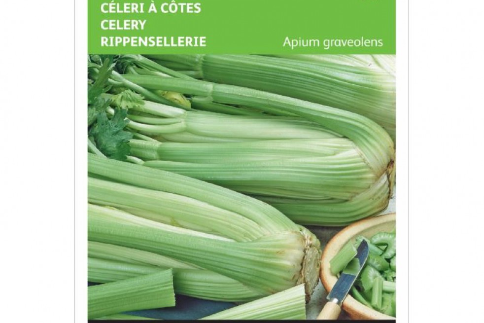 Céléri à côtes plein vert Pascal