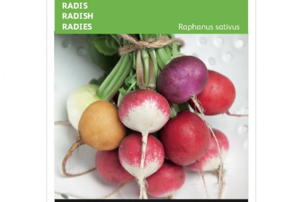 Radis variété ronde en mélange Radis variété ronde en mélange