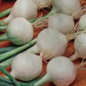 Barletta Pickling onion 