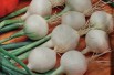 Barletta Pickling onion 