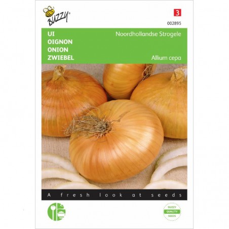 Onion yellow flat dutch 