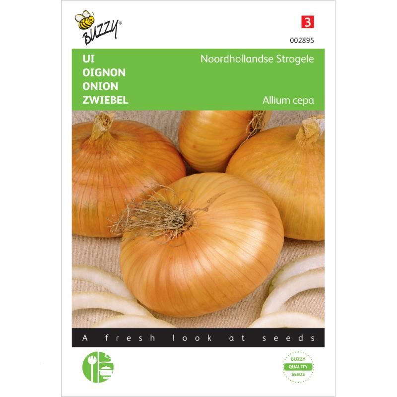 Onion yellow flat dutch