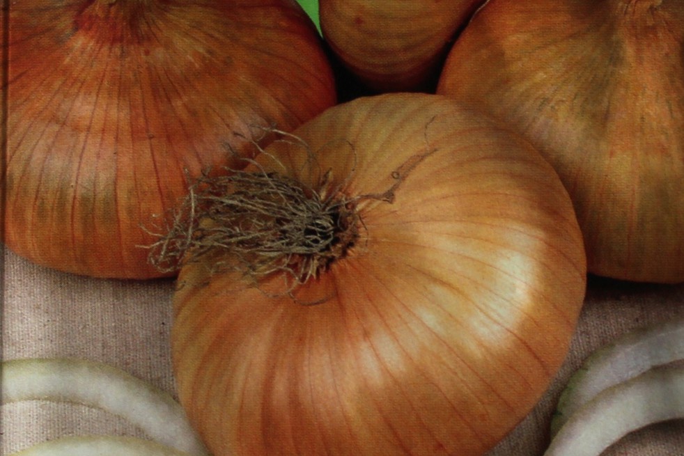 Onion yellow flat dutch  Onion yellow flat dutch