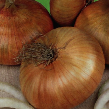 Onion yellow flat dutch 