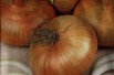 Onion yellow flat dutch 