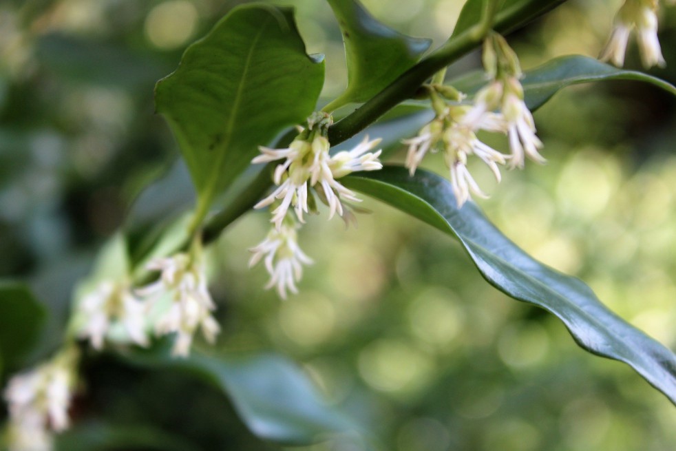 Sarcocoque