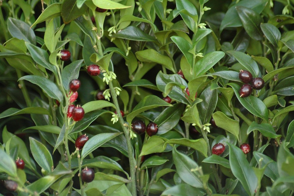 Sarcocoque
