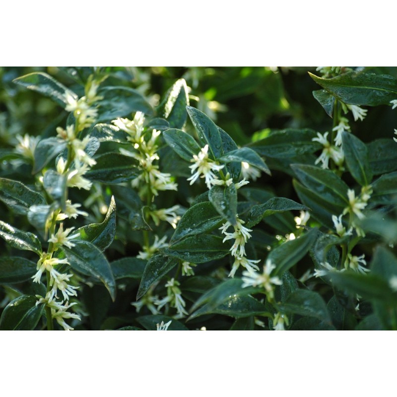 Sweet box - Sarcococca Confusa