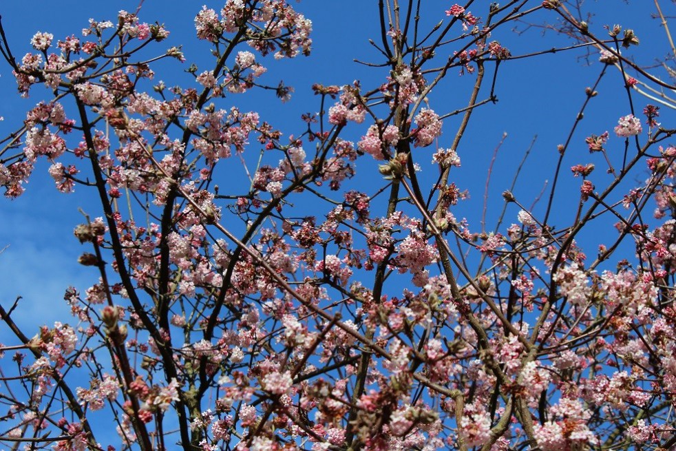Viorne d’hiver Bodnantense Charles Lamont