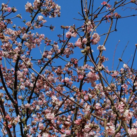 Viorne d’hiver Bodnantense Charles Lamont