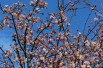 Viorne d’hiver Bodnantense Charles Lamont