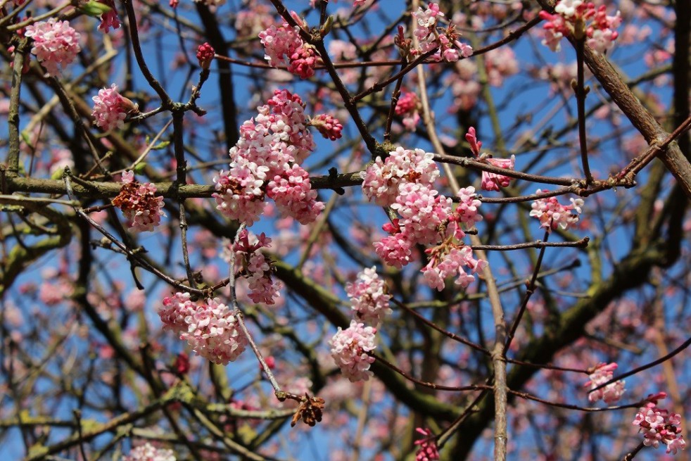 Viorne d’hiver Bodnantense Charles Lamont