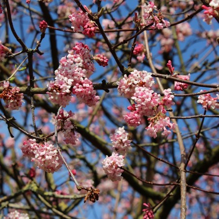 Viorne d’hiver Bodnantense Charles Lamont