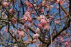 Viorne d’hiver Bodnantense Charles Lamont