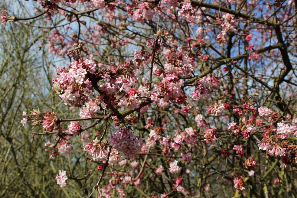 Viorne d’hiver Bodnantense Charles Lamont