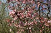 Viorne d’hiver Bodnantense Charles Lamont