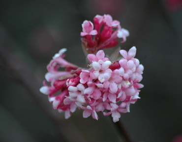Viorne d’hiver Bodnantense Charles Lamont
