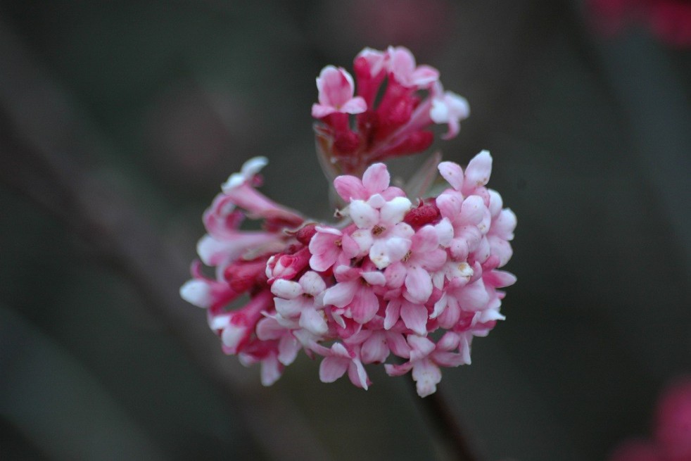 Viorne d’hiver Bodnantense Charles Lamont