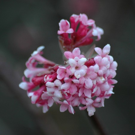 Viorne d’hiver Bodnantense Charles Lamont