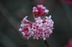 Viorne d’hiver Bodnantense Charles Lamont