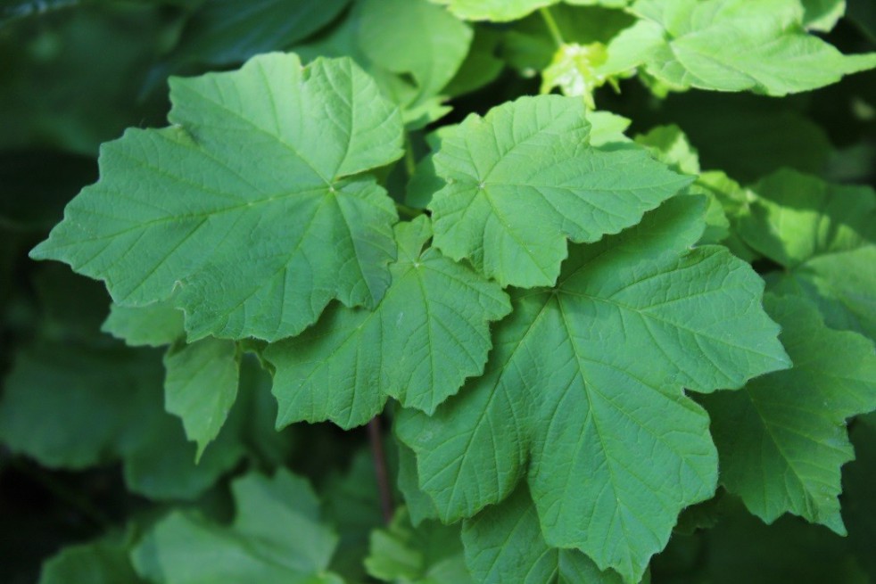 Érable à feuilles d’obier