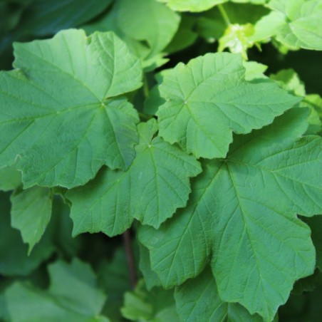 Érable à feuilles d’obier