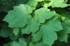 Érable à feuilles d’obier