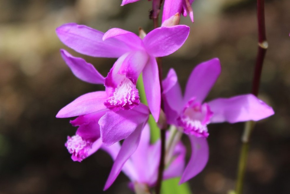 Bletilla Striata Purple - tuin orchidee - overjarige orchidee