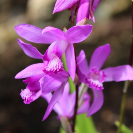 Bletilla Striata Purple - orchidée vivace - orchidée de jardin