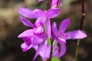 Bletilla Striata Purple - tuin orchidee - overjarige orchidee