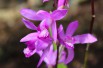 Bletilla Striata Purple - orchidée vivace - orchidée de jardin