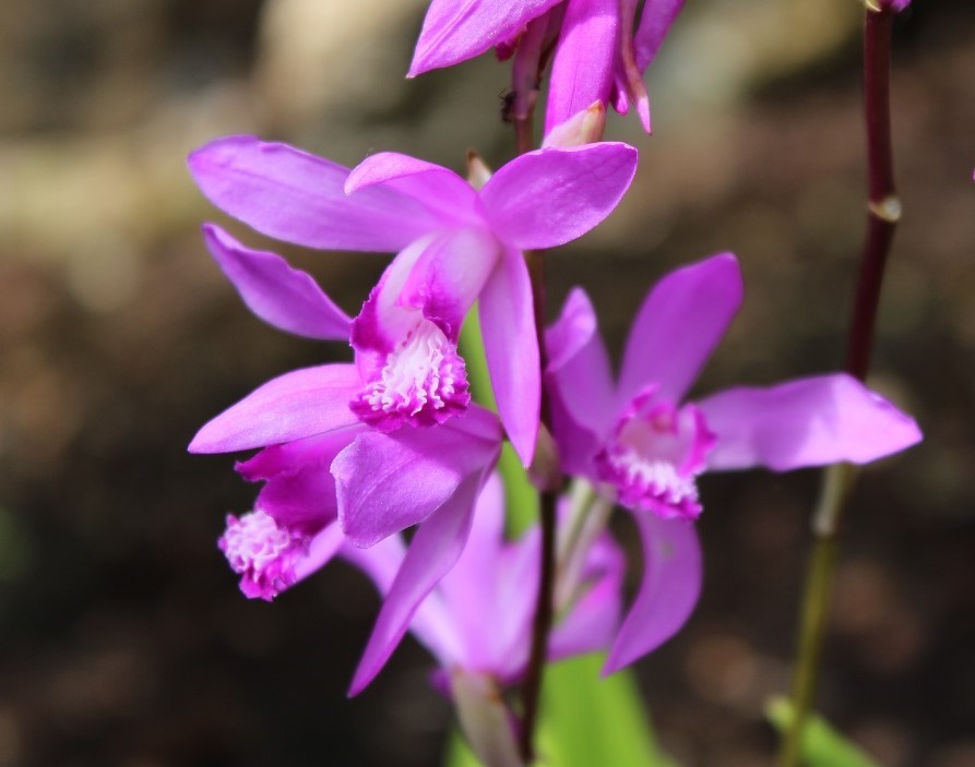 Bletilla Striata Purple