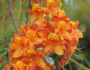 Chinese Azalea Gilbraltar