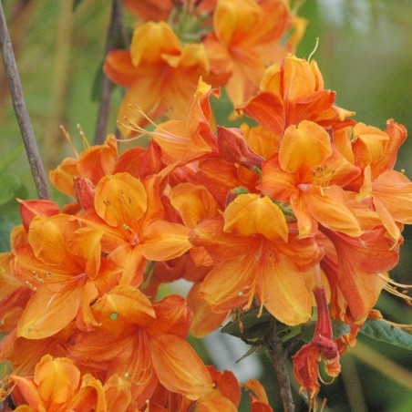 Chinese Azalea Gilbraltar