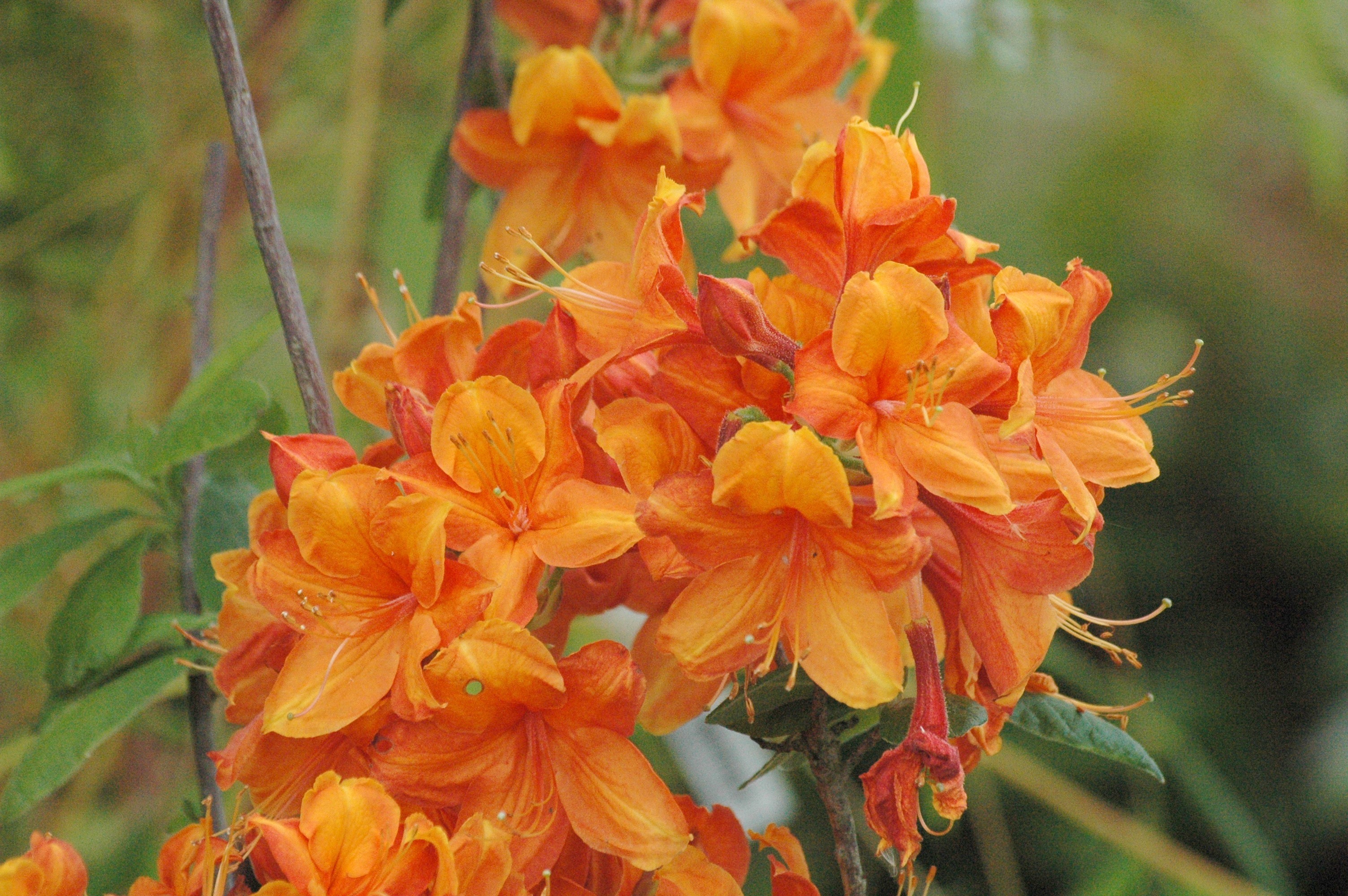Chinese Azalea Gilbraltar - Azalea Knap hill-Exbury Gibraltar