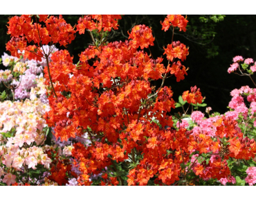 Chinese Azalea Hotspur Red