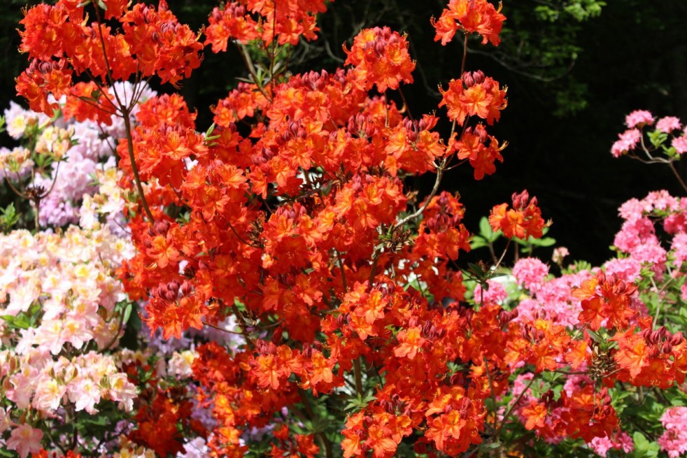 Azalée de Chine Hotspur Red