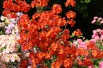 Chinese Azalea Hotspur Red