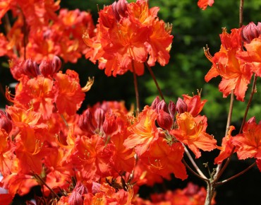 Azalée de Chine Hotspur Red