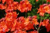 Chinese Azalea Hotspur Red